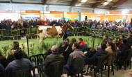 Comienza la Semana Gandeira de Mazaricos que culminará el domingo con la ‘poxa’ de ganado