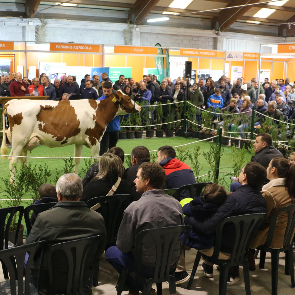 Comienza la Semana Gandeira de Mazaricos que culminará el domingo con la ‘poxa’ de ganado