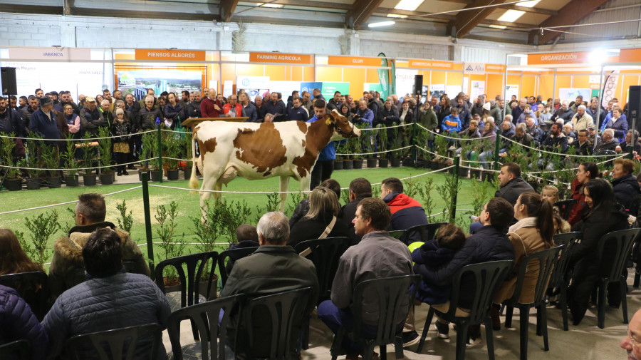 Comienza la Semana Gandeira de Mazaricos que culminará el domingo con la ‘poxa’ de ganado