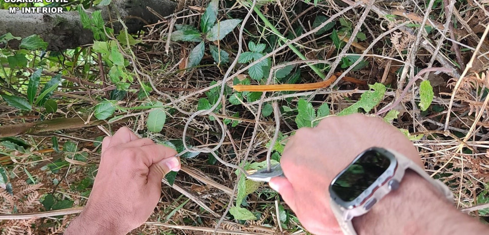 Varios perros quedan atrapados en las trampas que colocaba un vecino de A Laracha