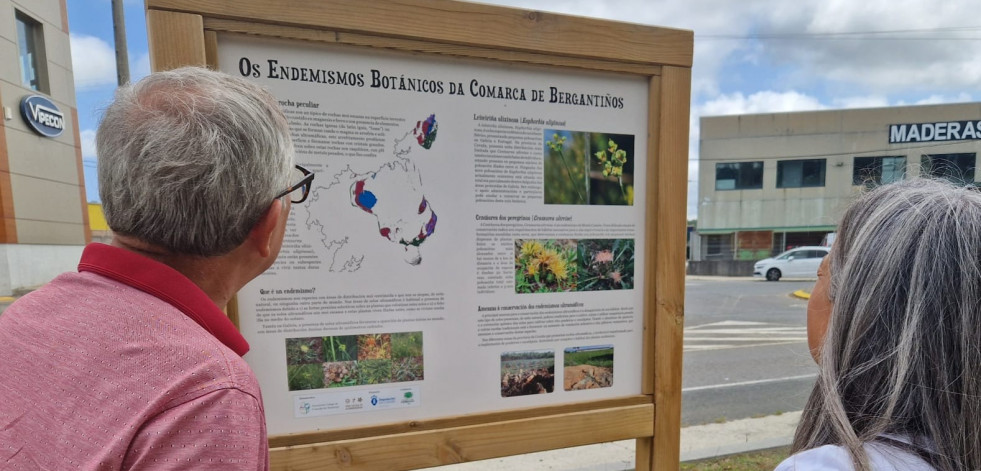 El Concello de Carballo colabora en la divulgación de una planta en peligro de extinción