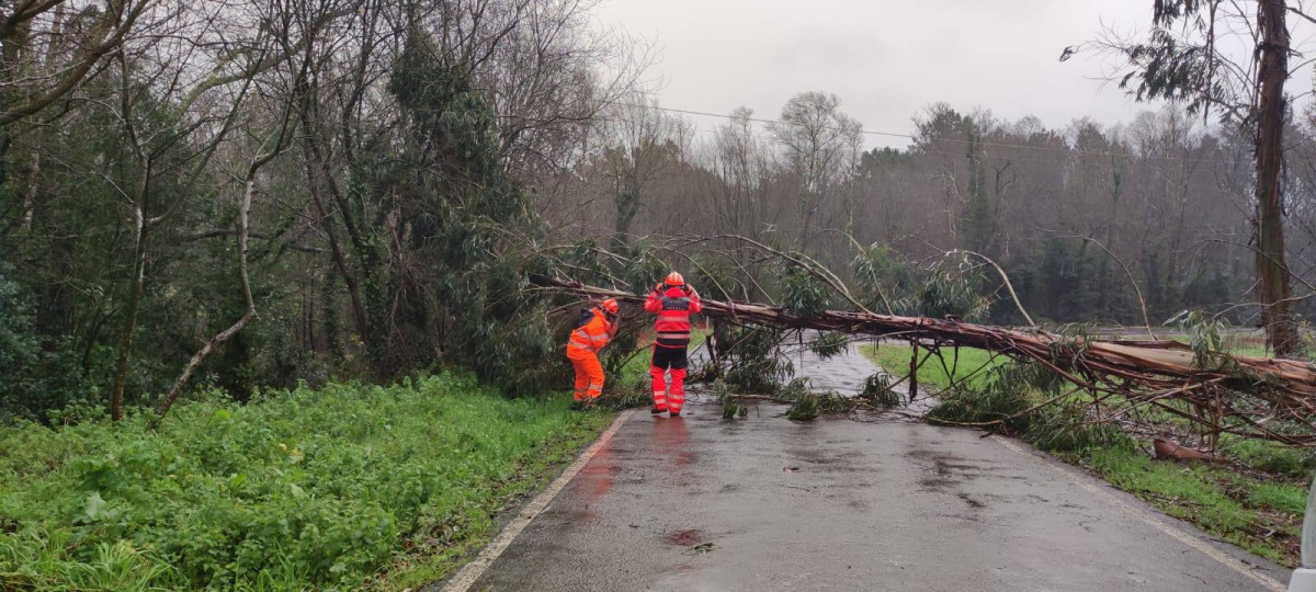 Arbol caido en carballo