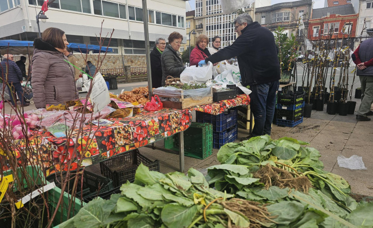 Mucha planta para la huerta en la feria de Carballo