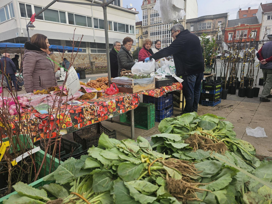 Mucha planta para la huerta en la feria de Carballo