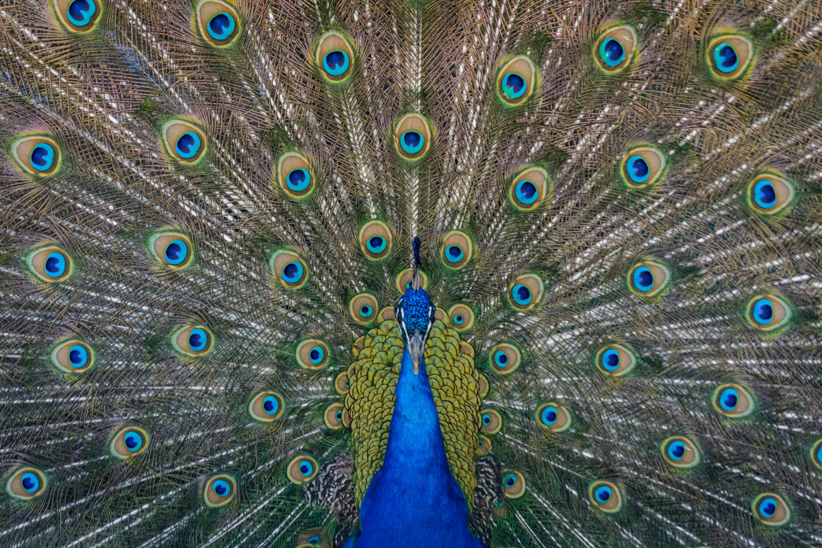 Steve harvey  7S3tOs424o unsplash